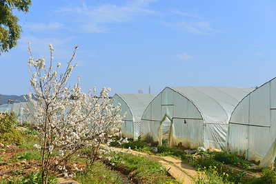 温室大棚 现代农业的智慧堡垒